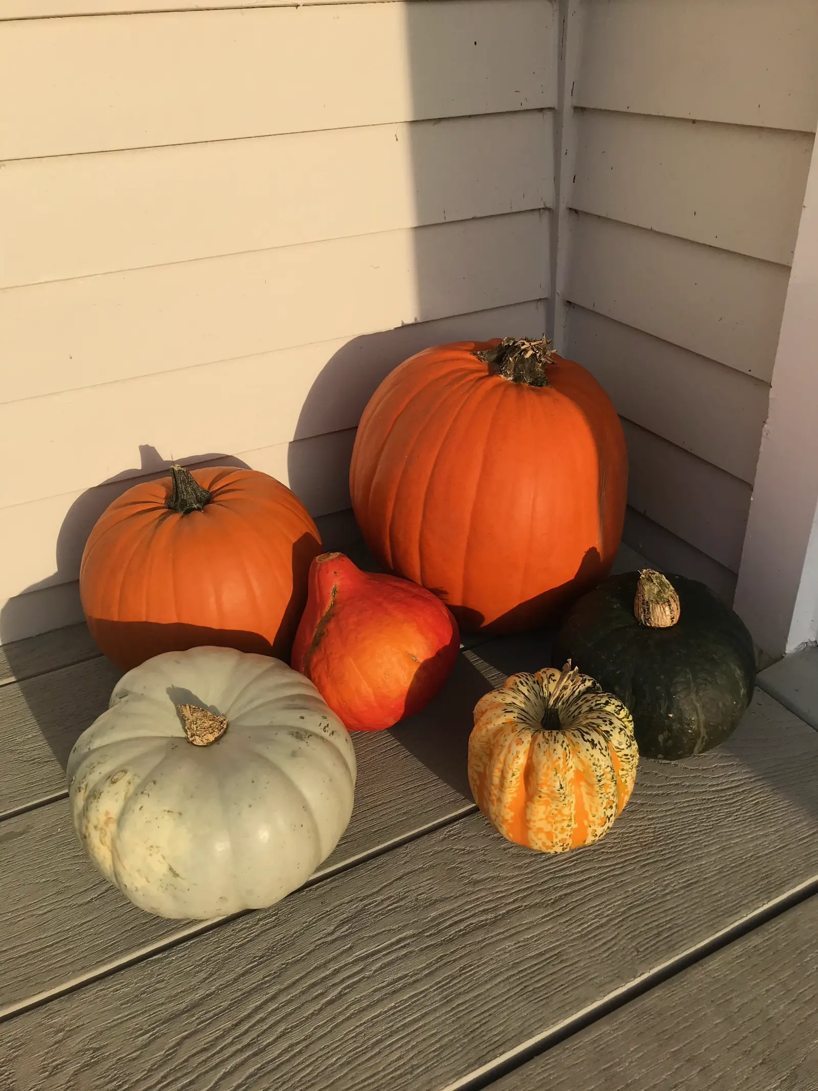 Pumpkins on the deck at Grey Heron Lodge in autumn
