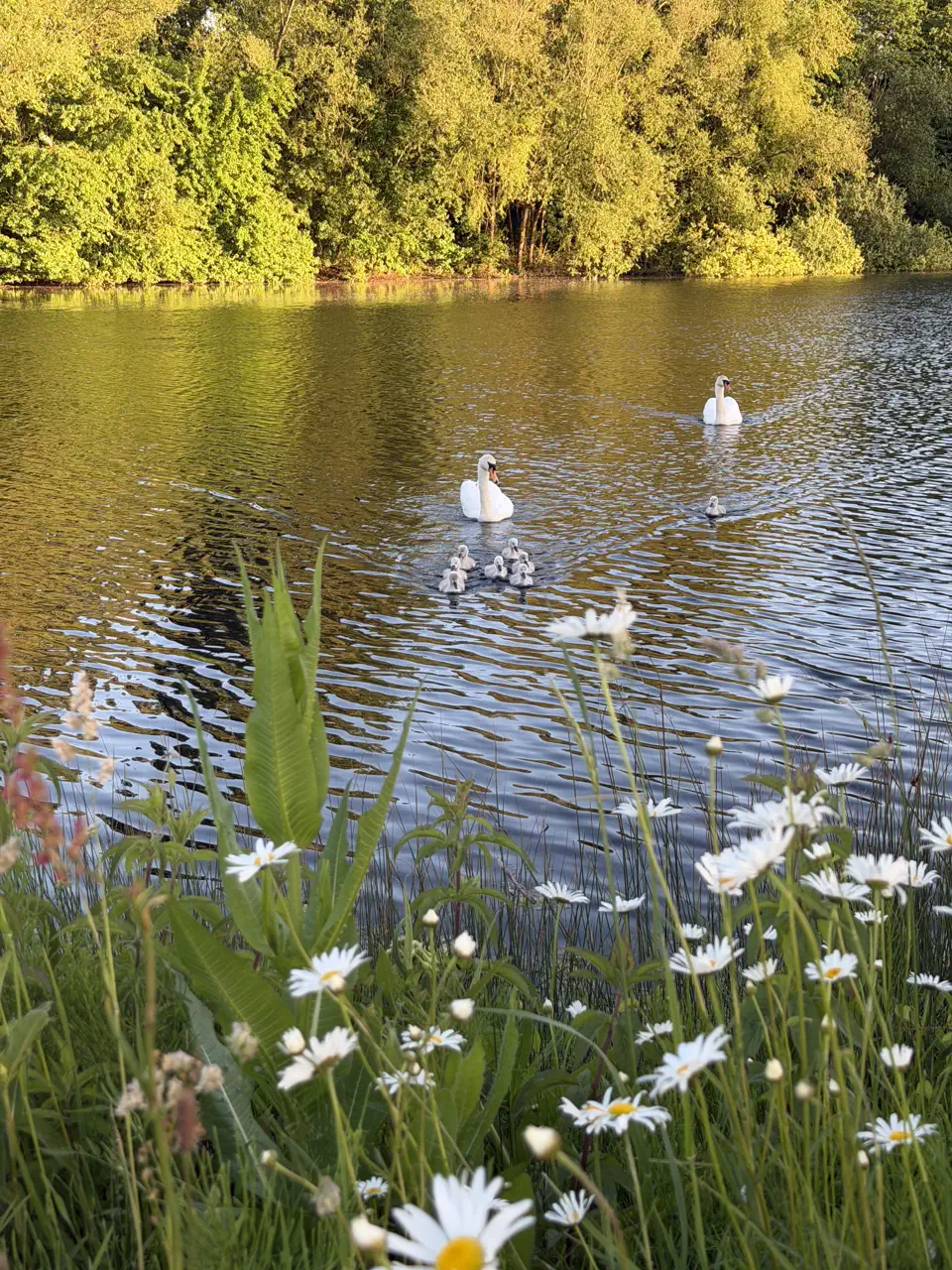 A swan and cygnets on Isis Lake