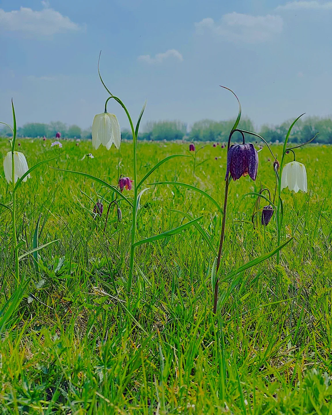 Snake's-head fritillaries flowering at nearby Cricklade North Meadow in spring