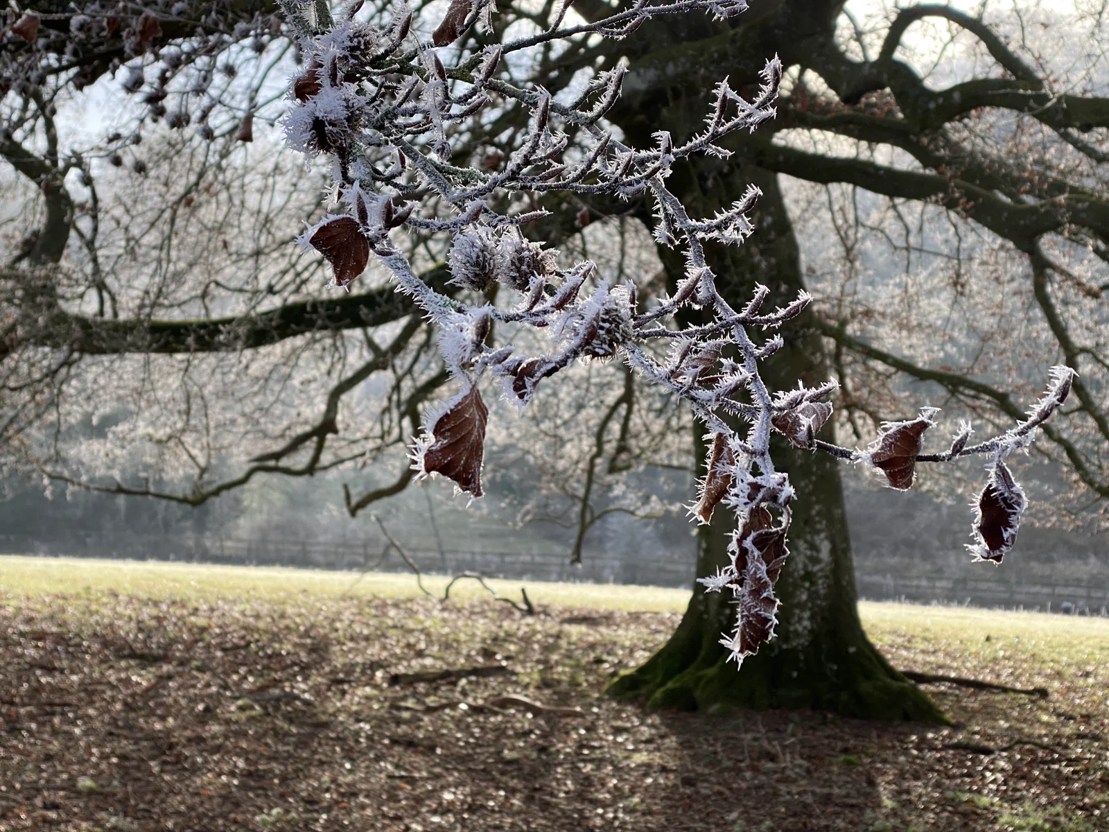 A frost-covered tree near the lakes on a winter morning