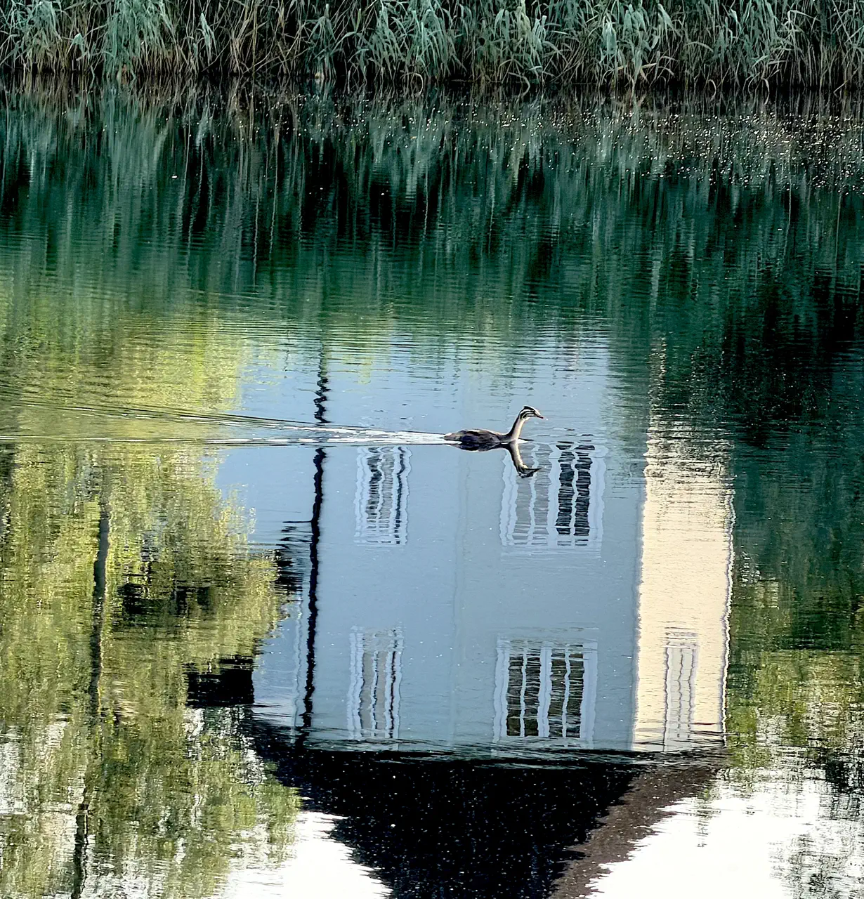 A great crested grebe on Windrush Lake