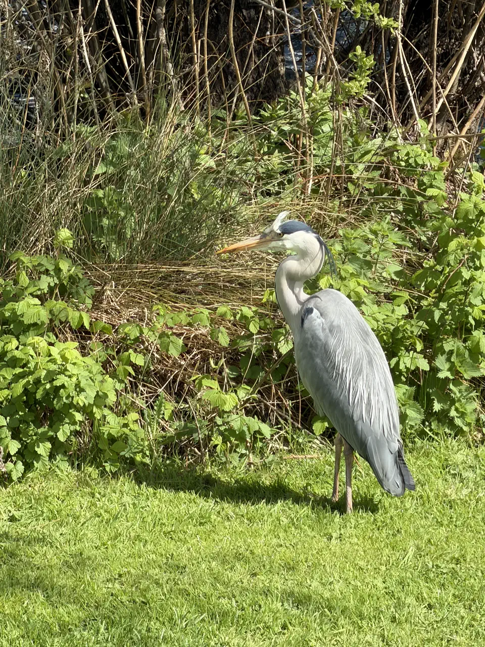 A real grey heron standing on the bank near the lakes