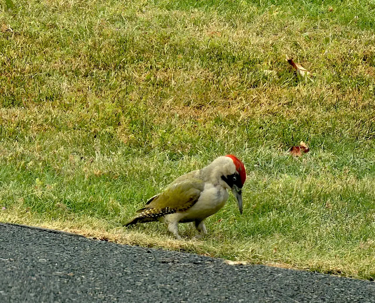 A real green woodpecker spotted near Isis Lake