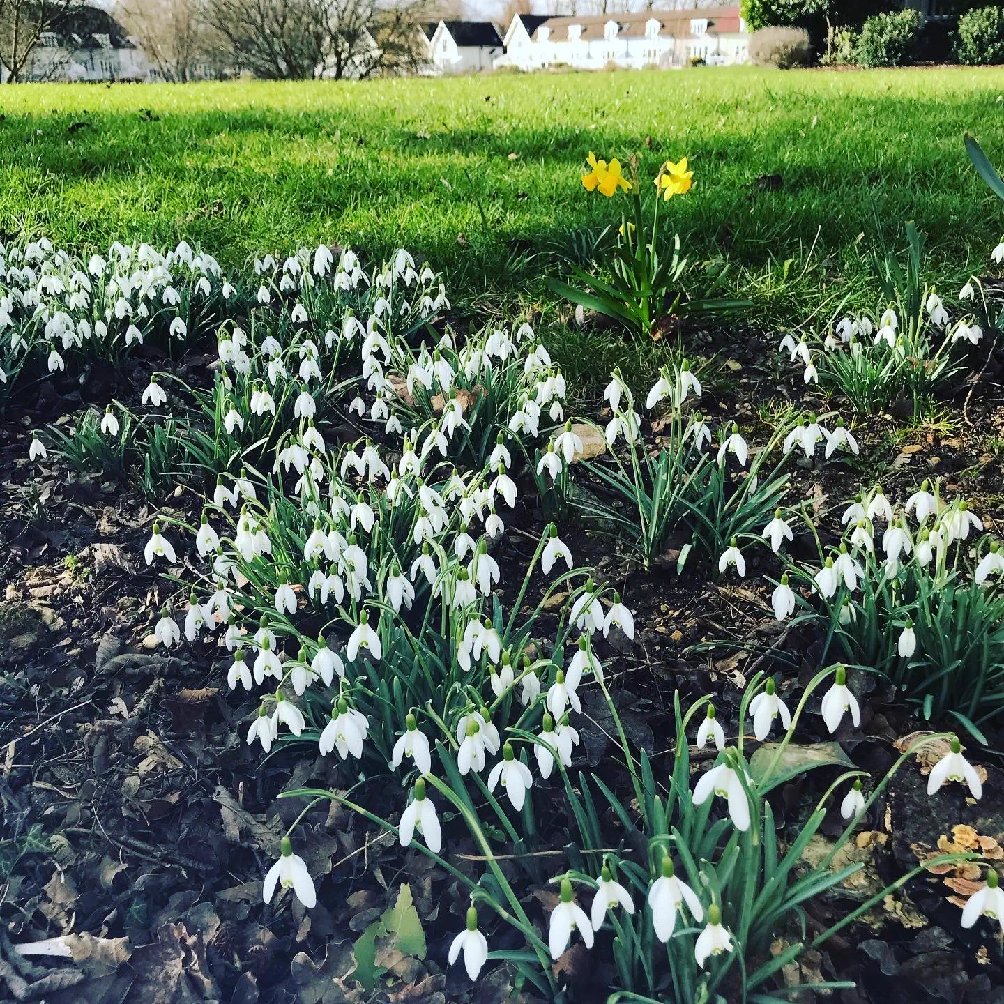 Snowdrops flowering beside Isis Lake in late winter
