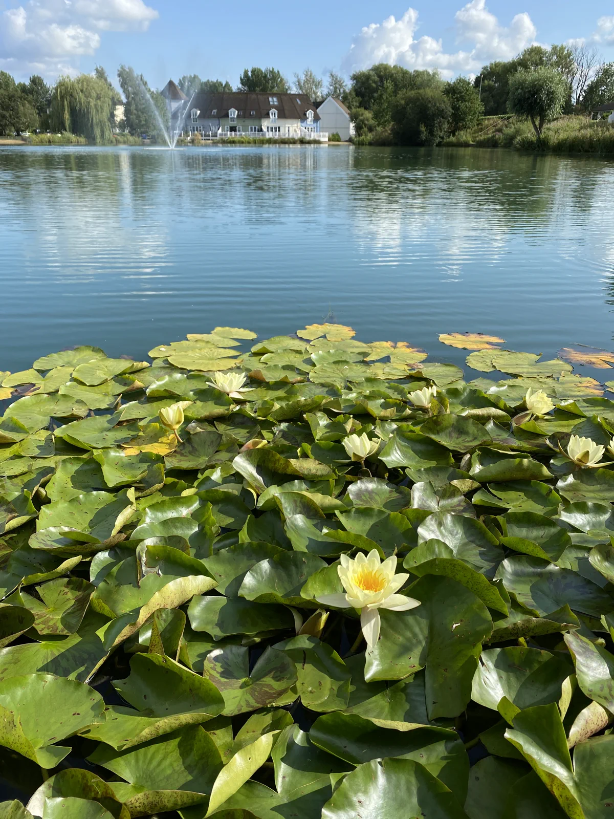 Water lilies flowering on Isis Lake