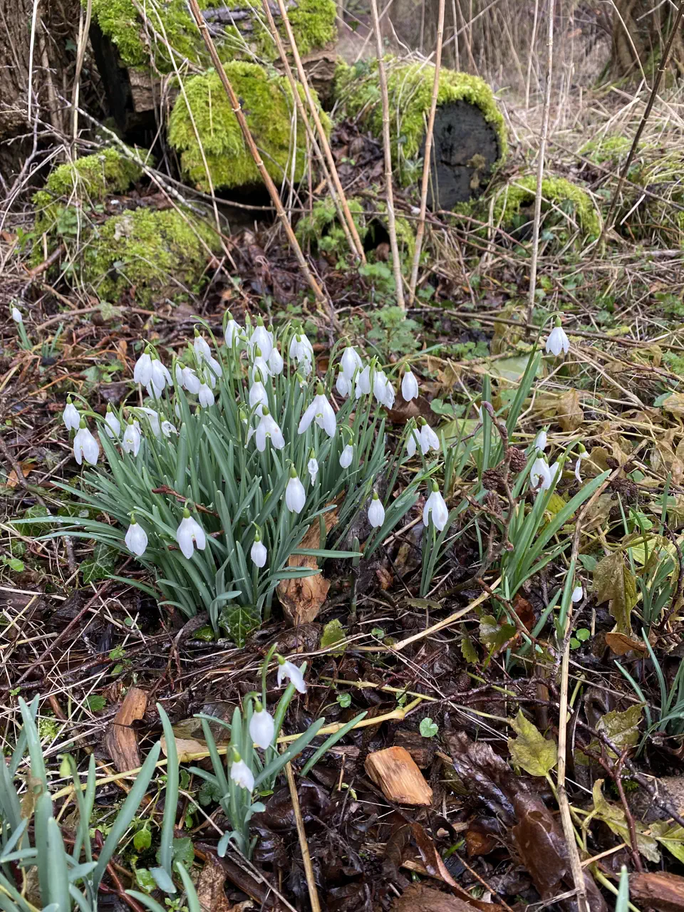 Snowdrops flowering near the lodges in late winter