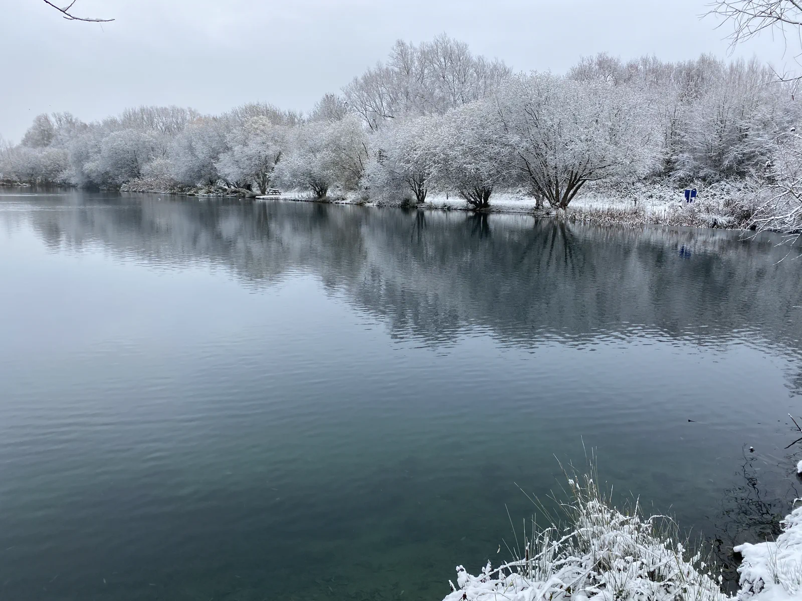 Snow-covered trees beside Windrush Lake