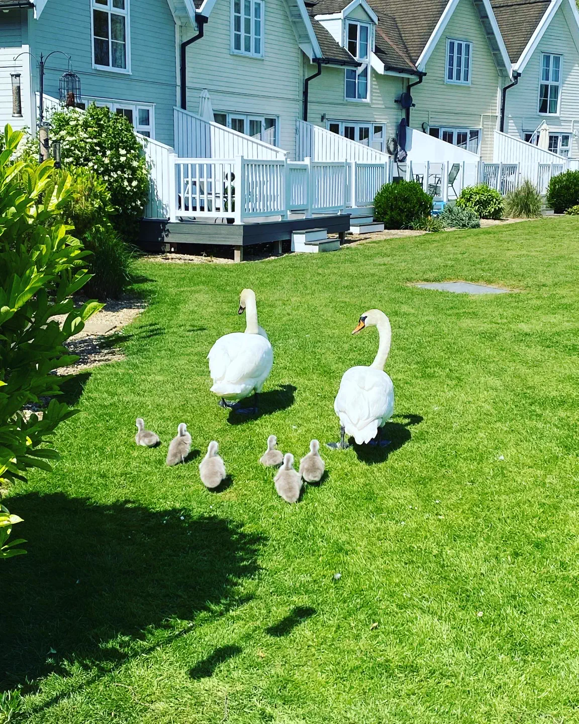 A family of swans and cygnets on Isis Lake