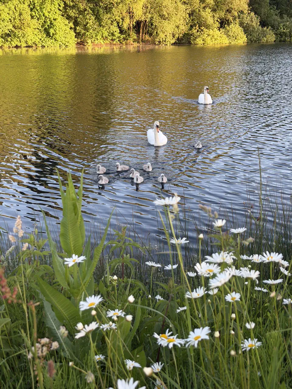 Cygnets swimming with their parents on Isis Lake