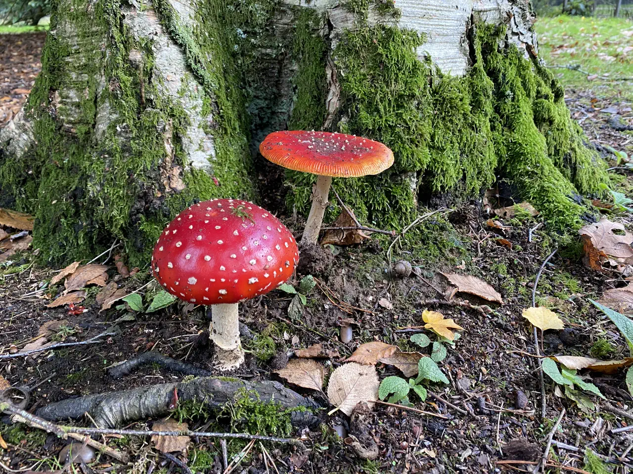 Toadstools growing among moss near the lodges