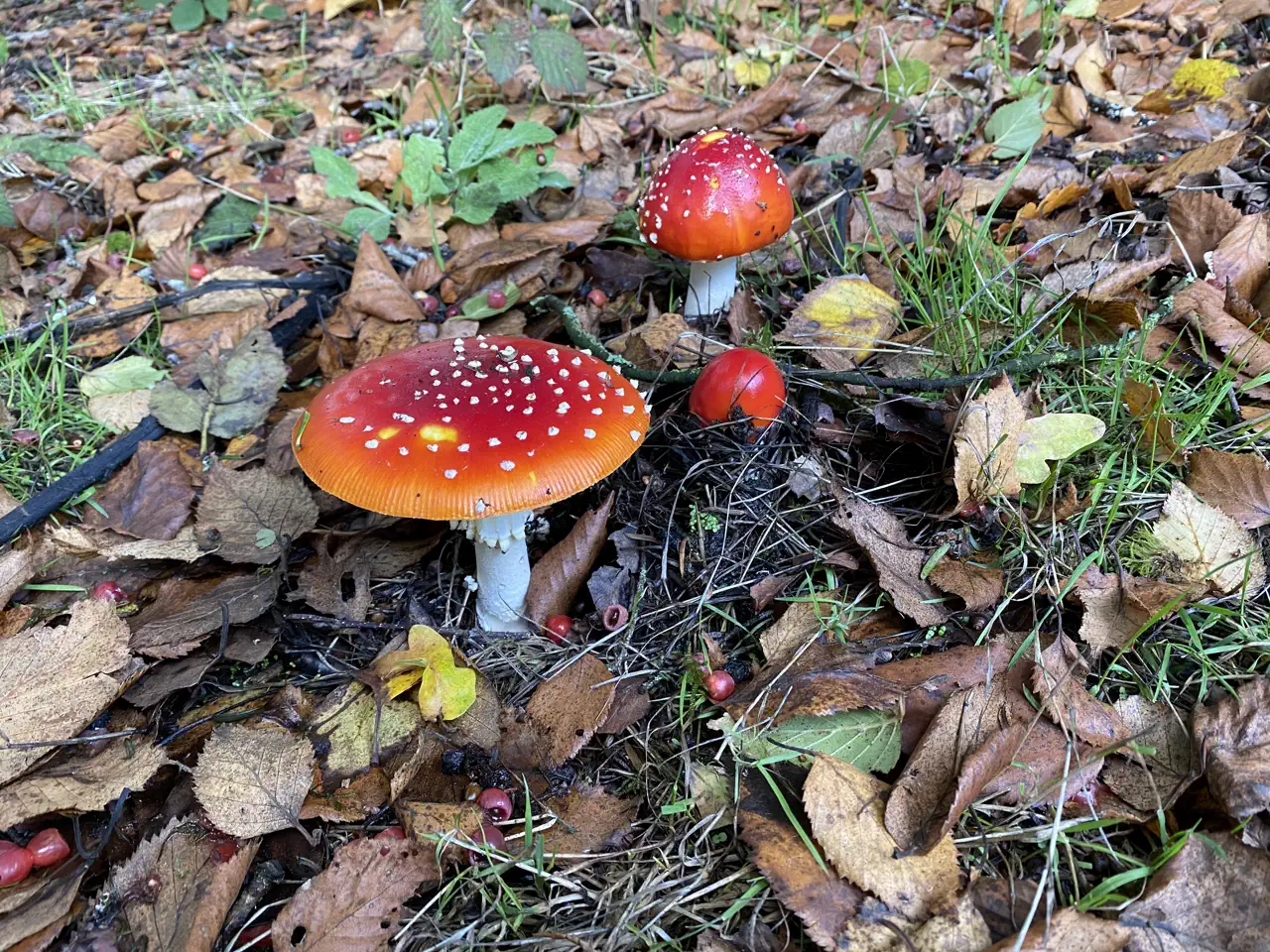 Wild toadstools growing near the lodges in autumn