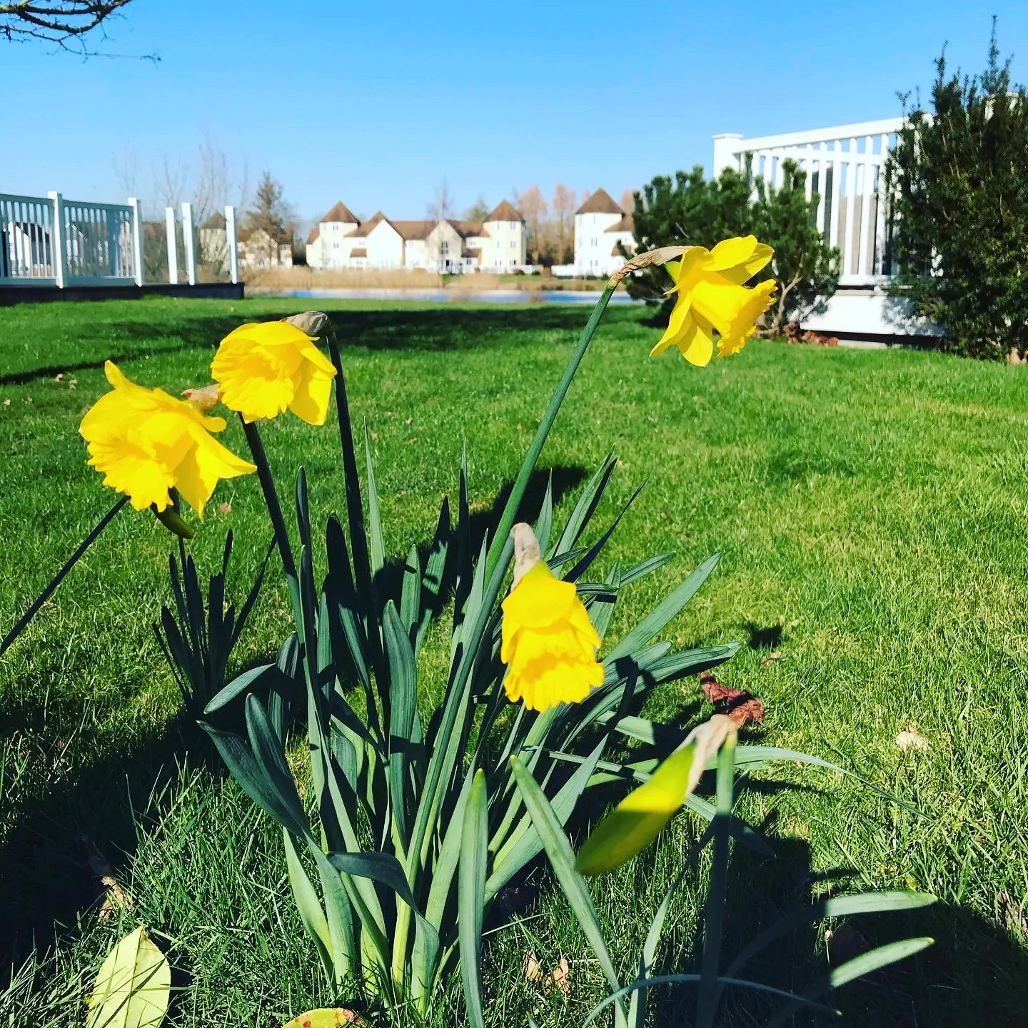 Daffodils flowering beside Windrush Lake in spring